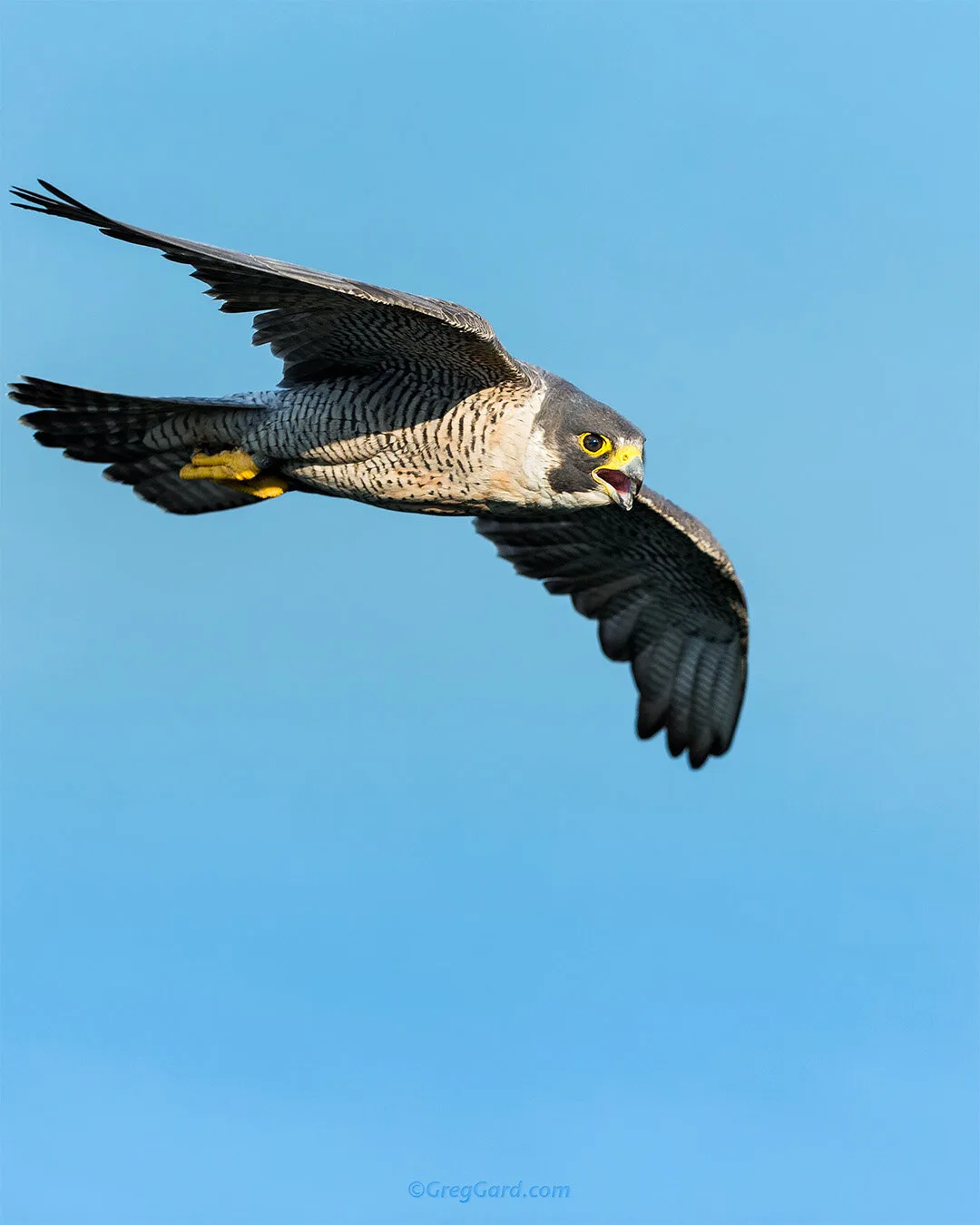 why are falcons so fast