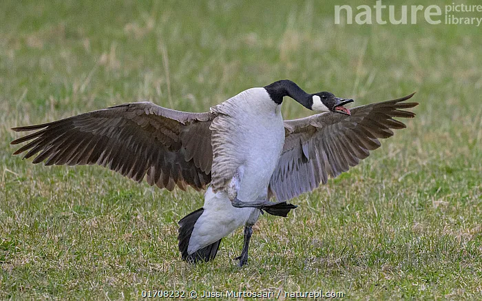 why are geese aggressive