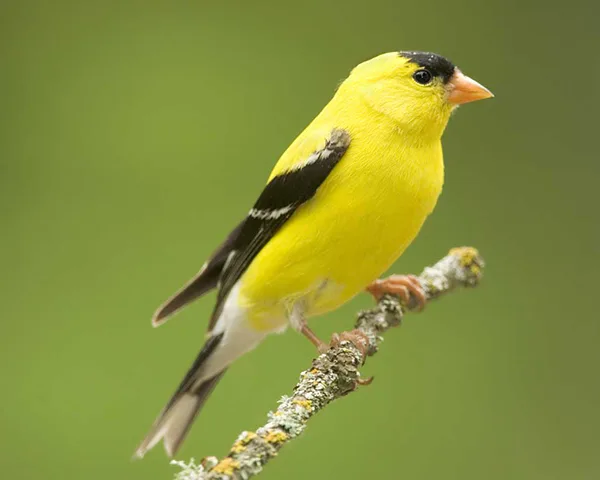 why are goldfinches yellow