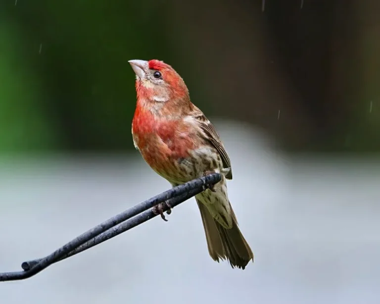 why are house finches red