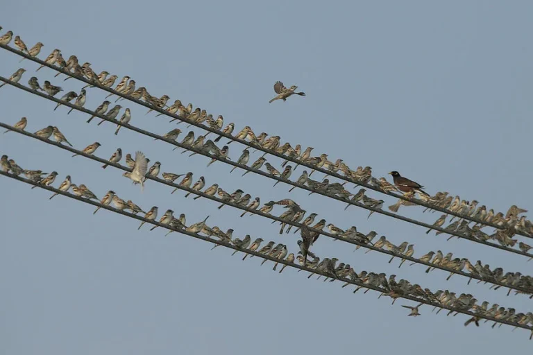 why are house sparrows common