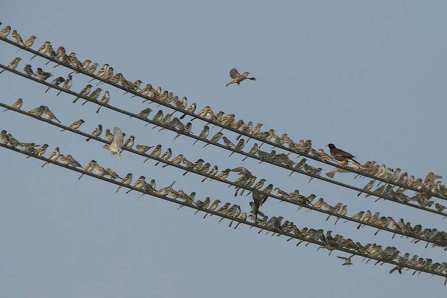 why are house sparrows common