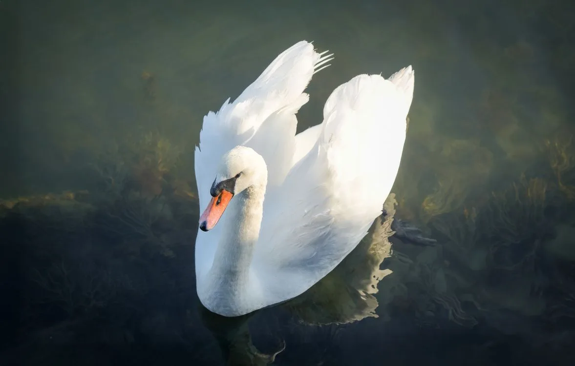 why are mute swans called mute