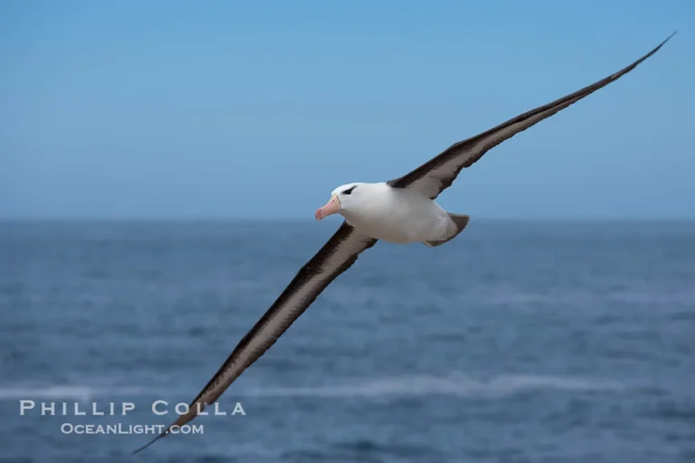 why can albatrosses fly so far