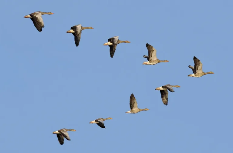 why do birds fly in groups