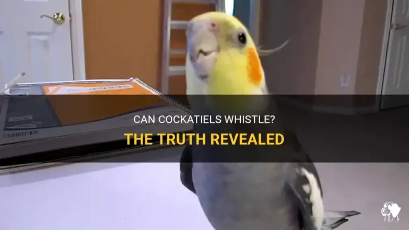 why do cockatiels whistle