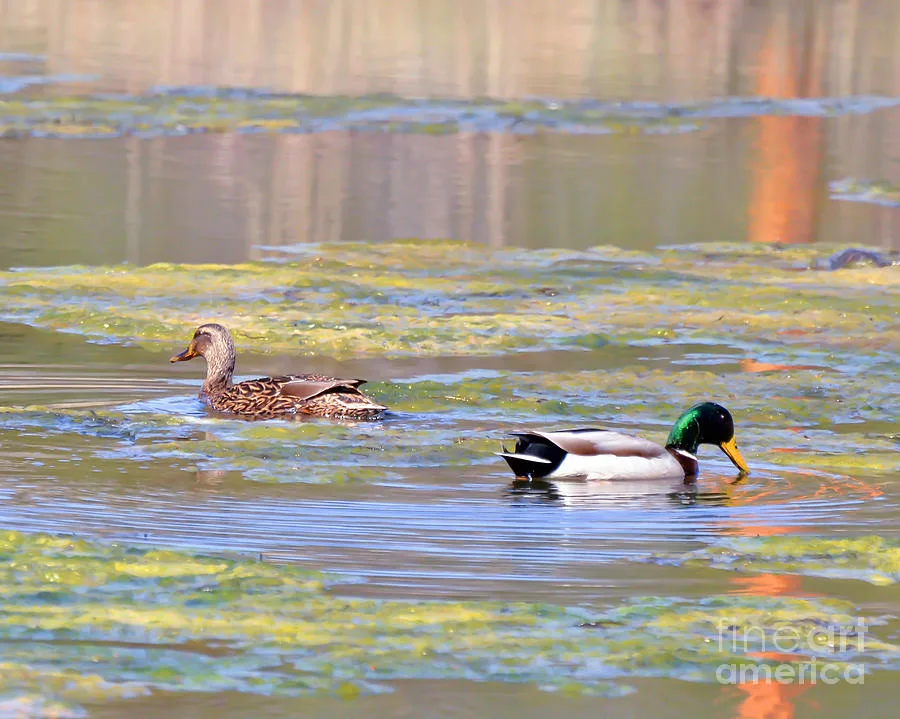 why do ducks quack