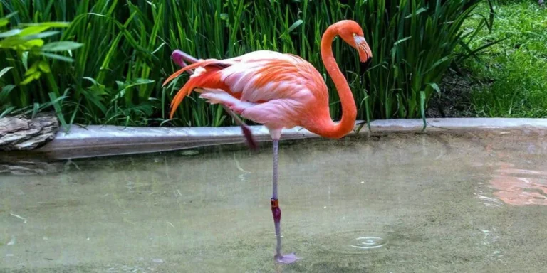 why do flamingos stand on one leg