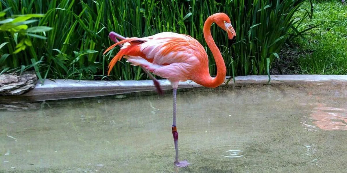 why do flamingos stand on one leg