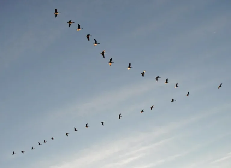 why do geese fly in a V formation