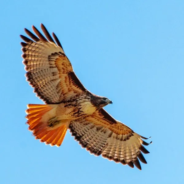 why do hawks circle in the sky