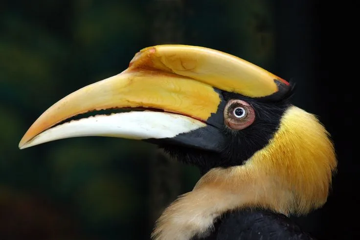why do hornbills have large beaks