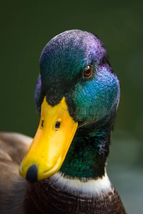 why do mallard ducks have green heads