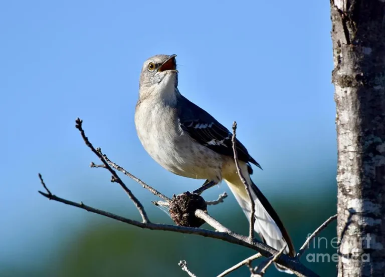 why do mockingbirds copy other birds