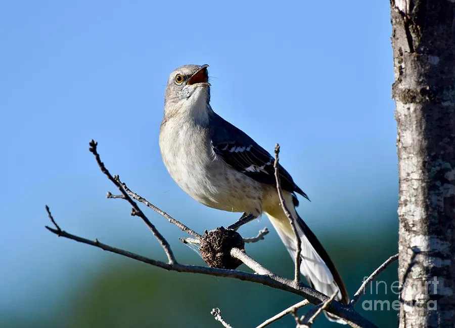 why do mockingbirds copy other birds