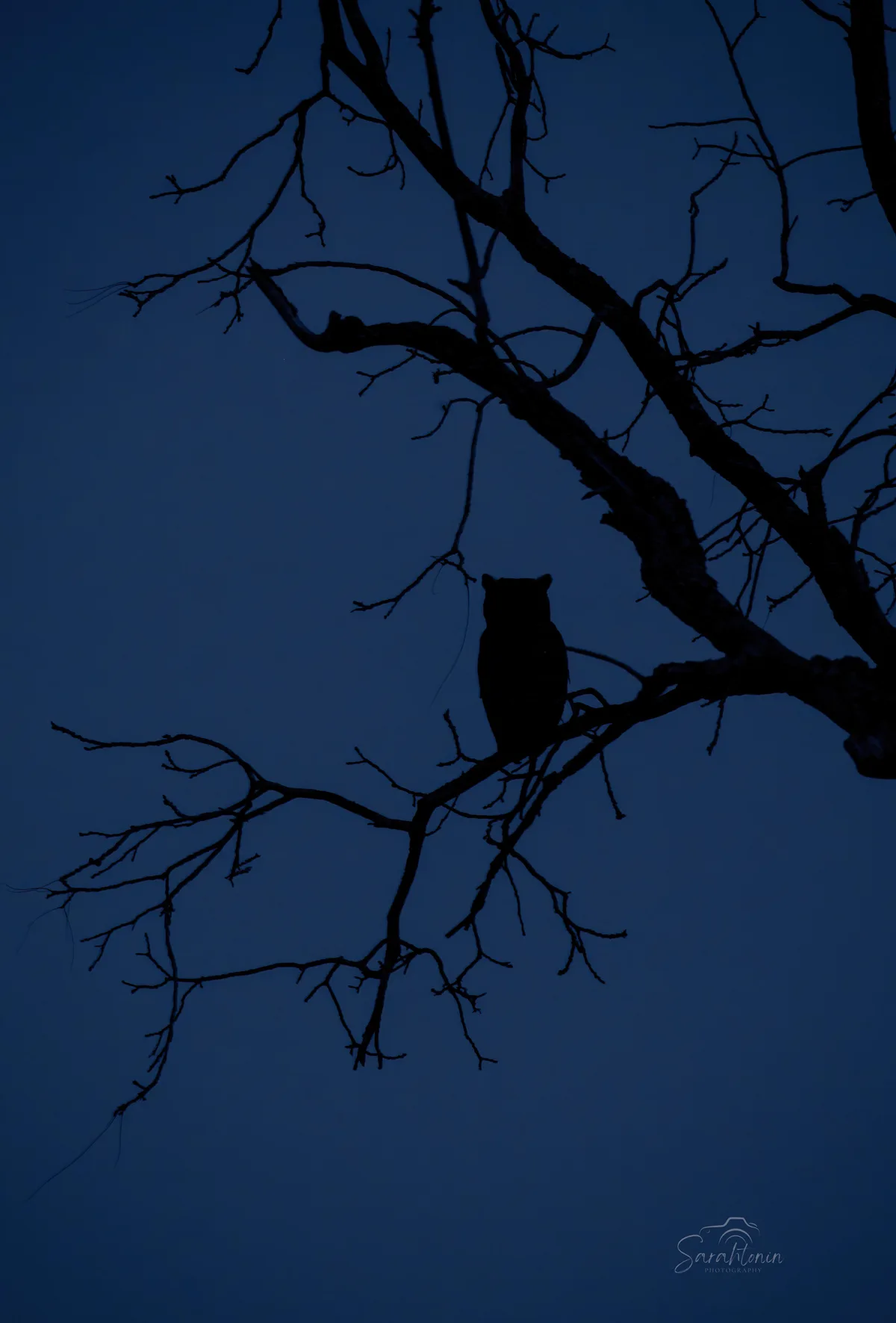 why do owls hunt at night