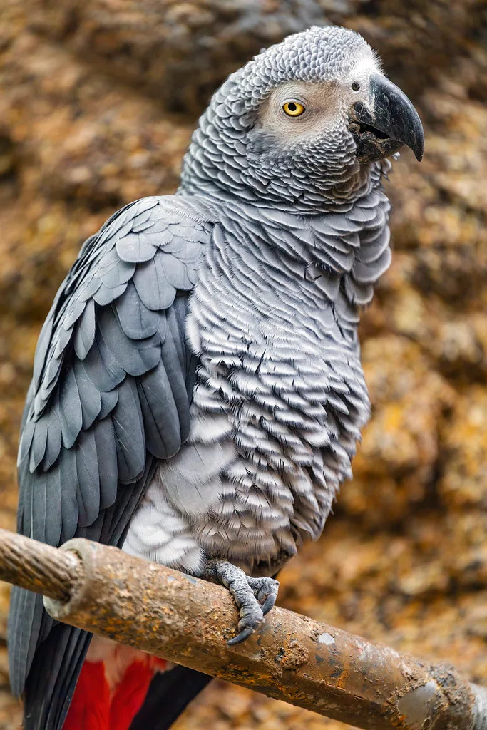 why do parrots talk
