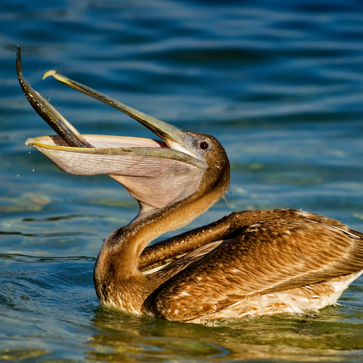 why do pelicans have large bills