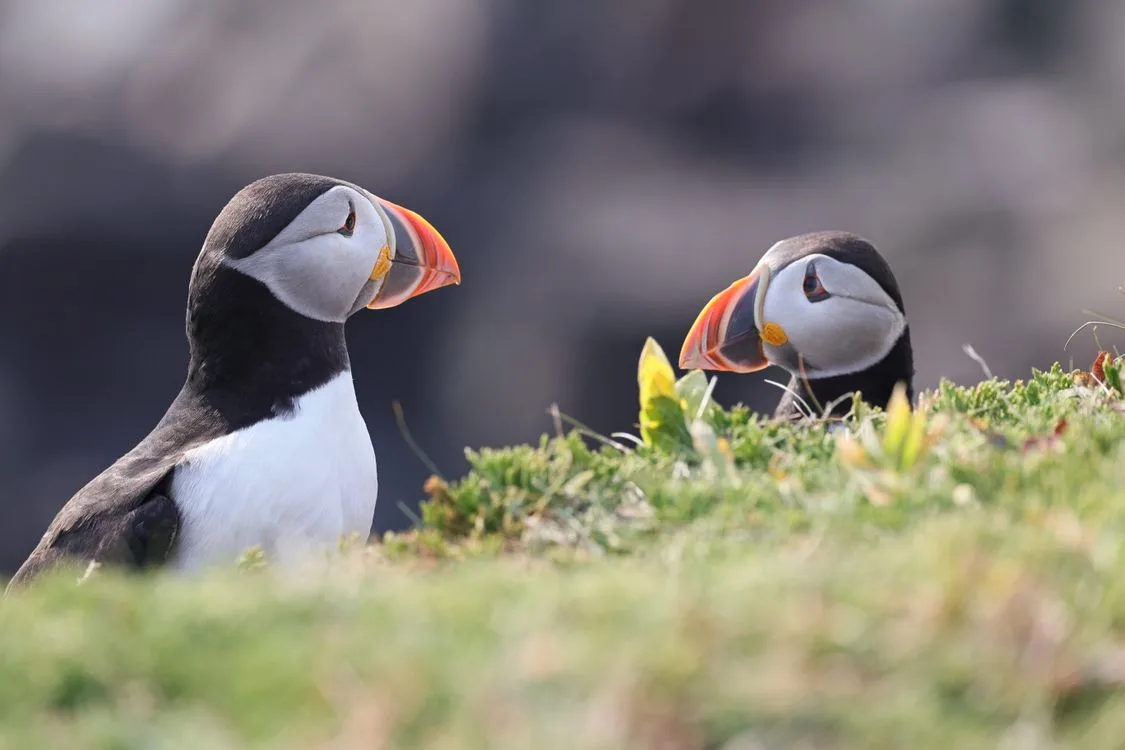 why do puffins have colorful beaks