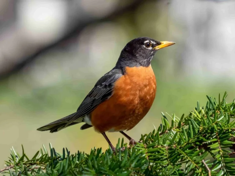 why do robins have red breasts