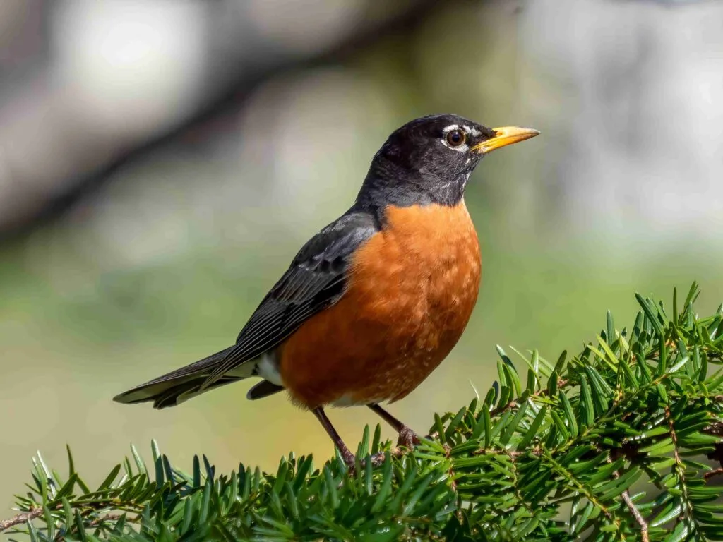 why do robins have red breasts