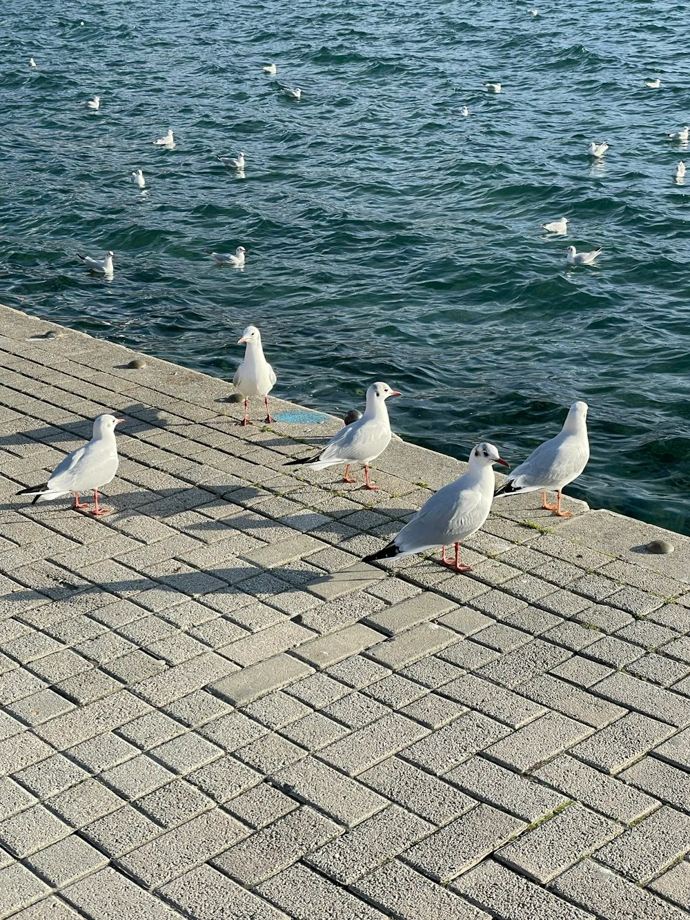why do seagulls make so much noise