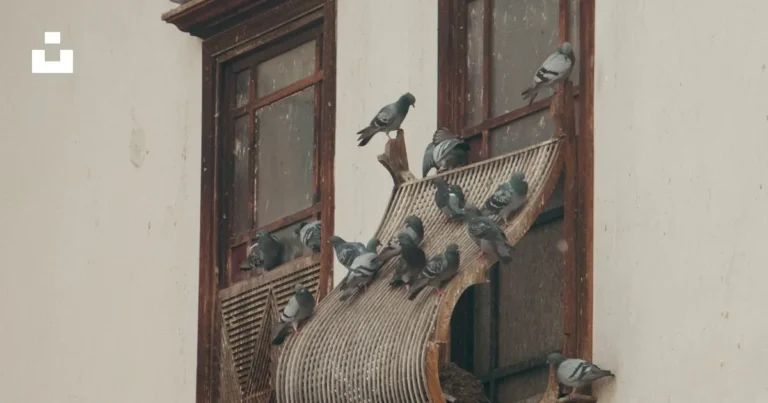 why do sparrows live near humans