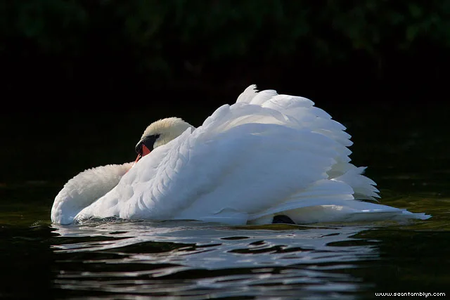 why do swans hiss