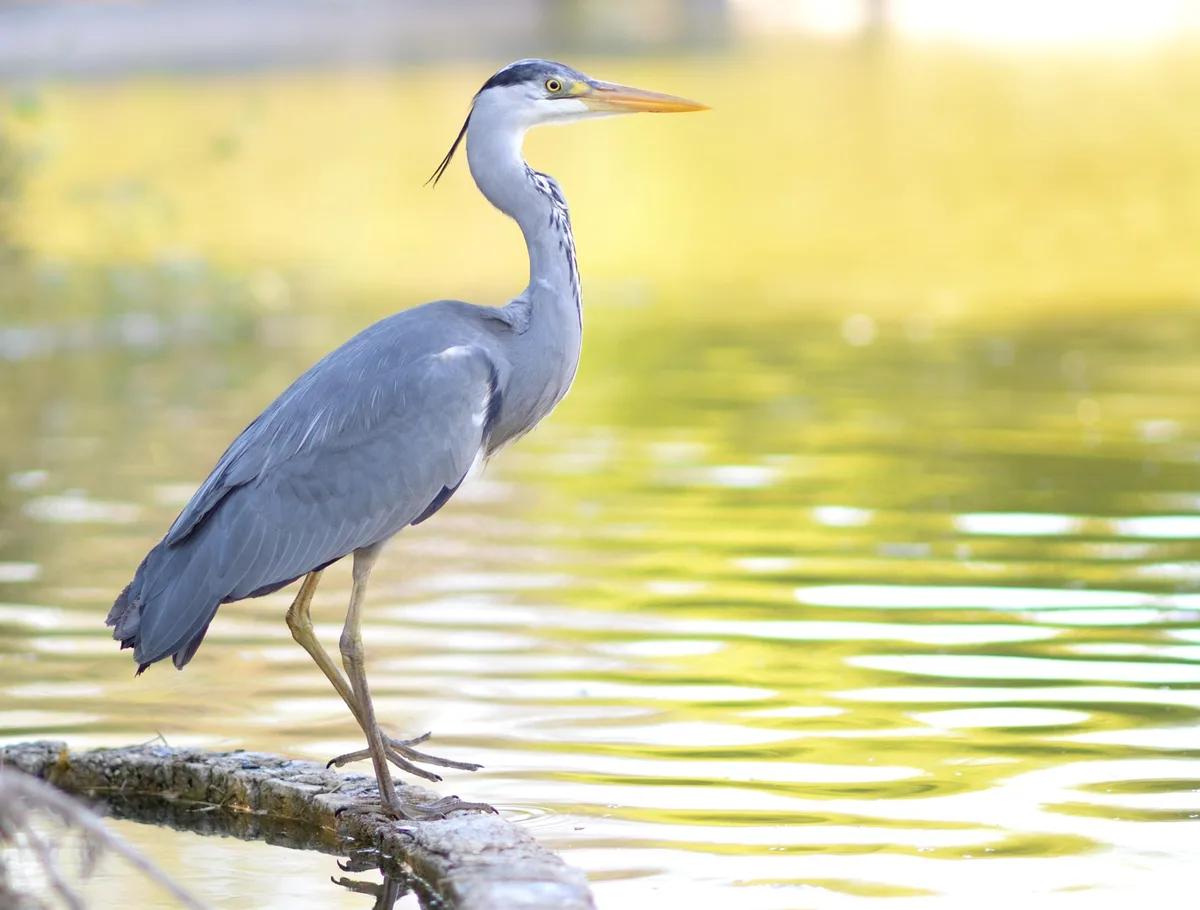 Why Herons Aren't Built for Swimming (Mostly)