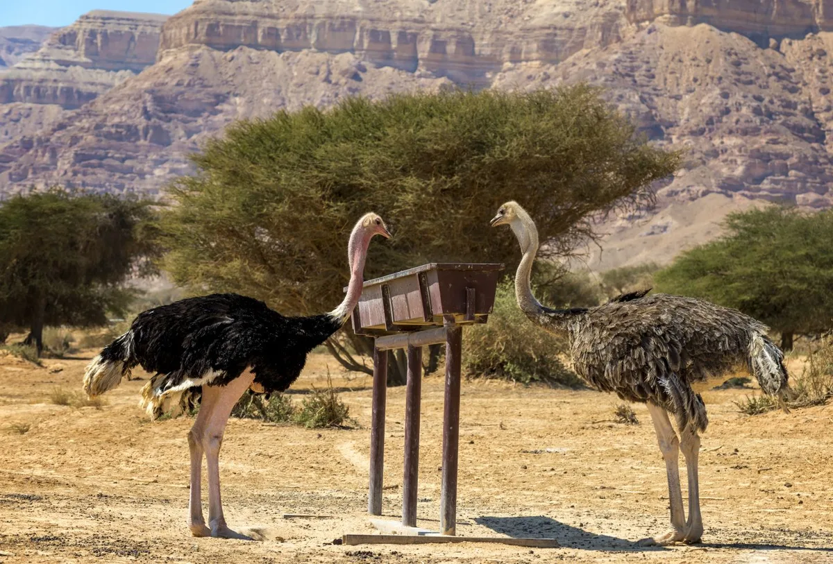 wild ostrich lifespan