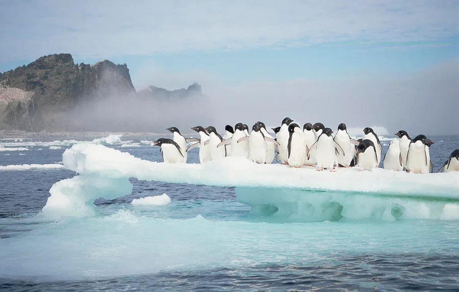 wild penguin life expectancy