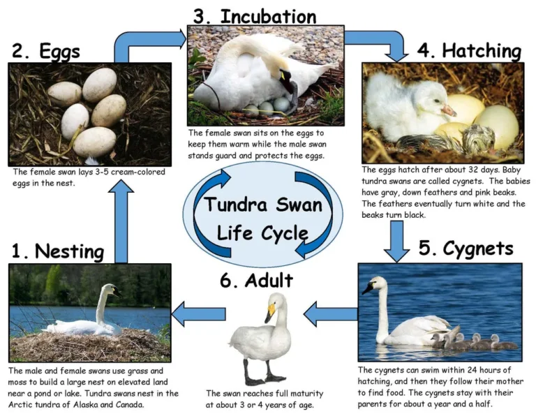 wild swan lifespan