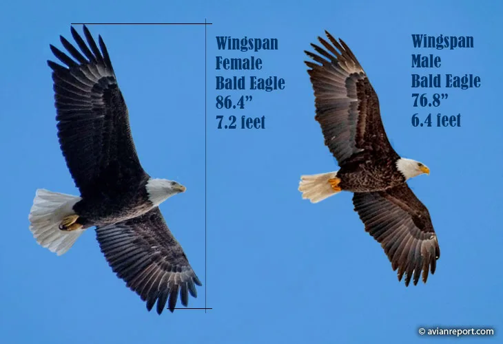 Wingspan