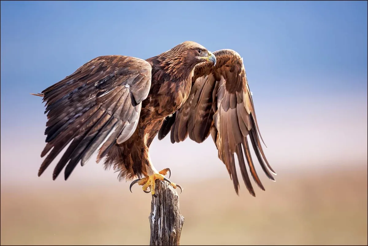 Wingspan
