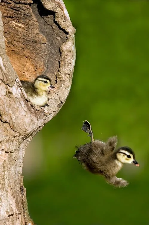 wood ducks nesting