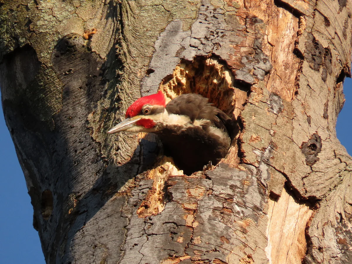 woodpecker cavity nesting