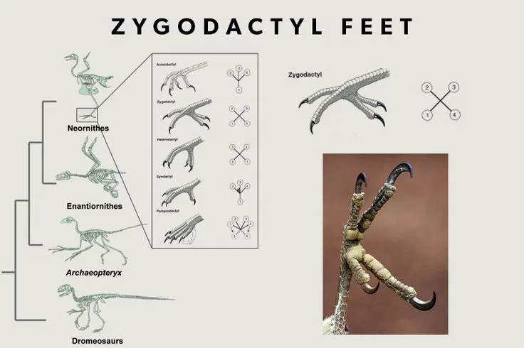 zygodactyl feet
