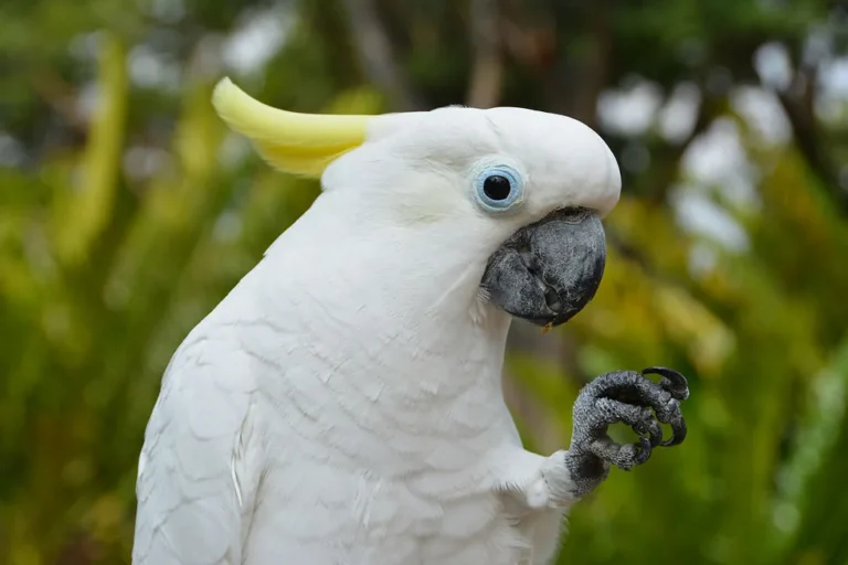 Zygodactyl Feet
